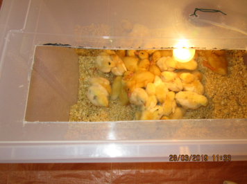 img-1824.JPG
