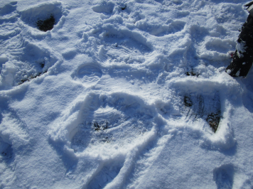 img-1745.JPG