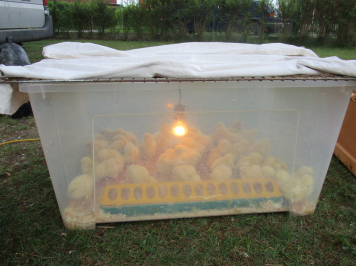 img-3378.JPG