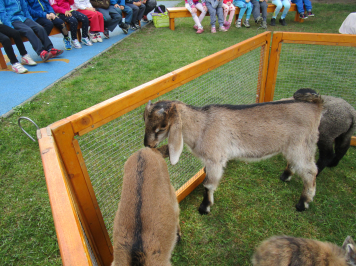 img-3384.JPG