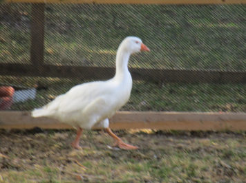 img-3910.JPG