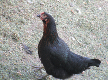 img-3911.JPG