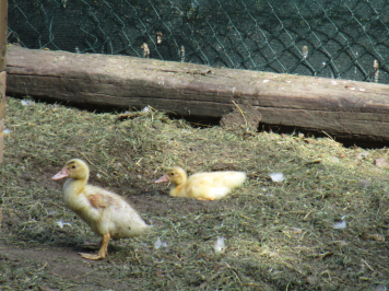 img-3912.JPG