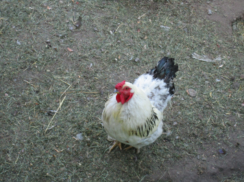 img-3936.JPG