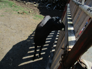 img-3943.JPG