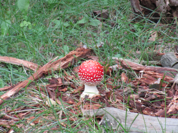 img-1705.JPG