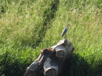 img-3504.JPG