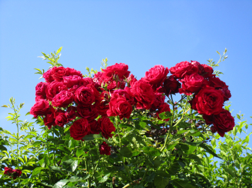 img-3548.JPG