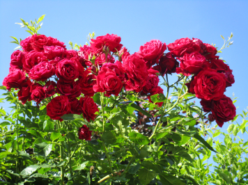 img-3549.JPG