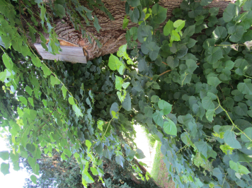 img-3604.JPG