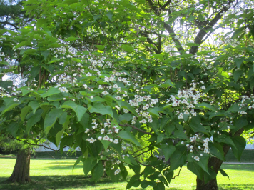 img-3647.JPG