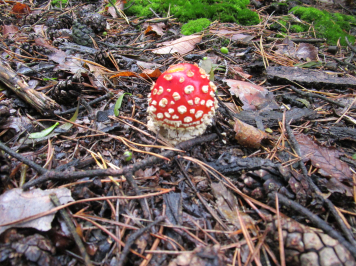 img-1459.JPG