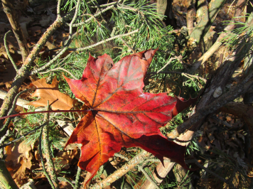 img-9930.JPG