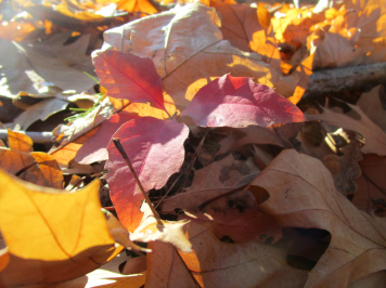 img-9931.JPG