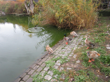 img-9638.JPG