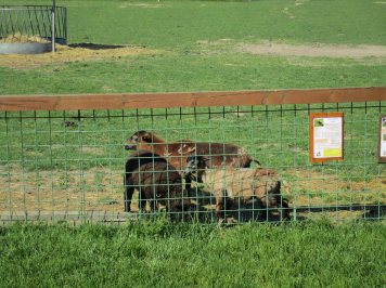 img-1166.JPG