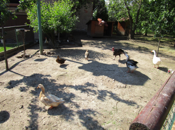img-1184.JPG