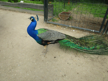 img-6643.JPG