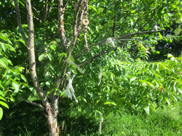 img-1242.JPG