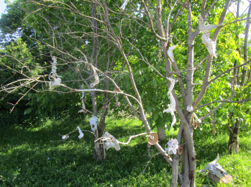 img-1246.JPG