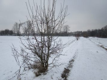 img-2007.JPG