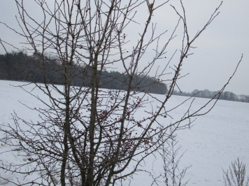 img-2008.JPG