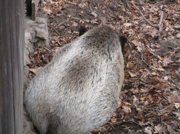 img-4129.JPG