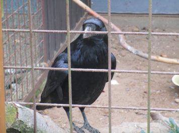 img-4132.JPG