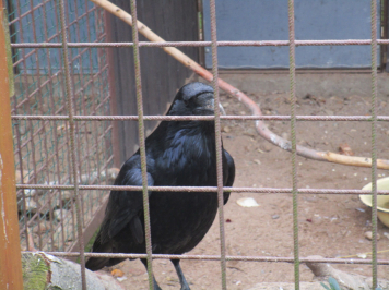 img-4133.JPG