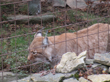 img-4138.JPG